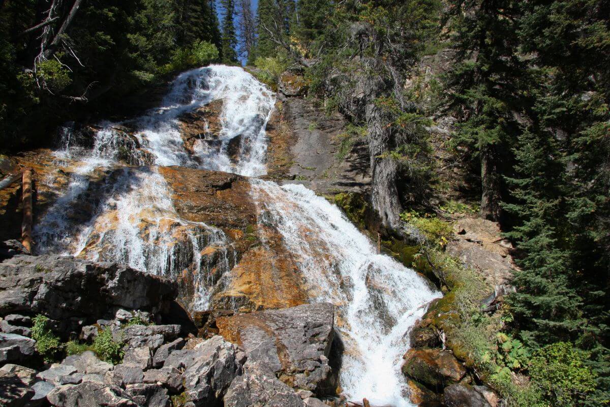 A beautiful view of Skalkaho Waterfall in Montana shows water flowing over rocky steps, surrounded by thick evergreen trees and bright green plants. 