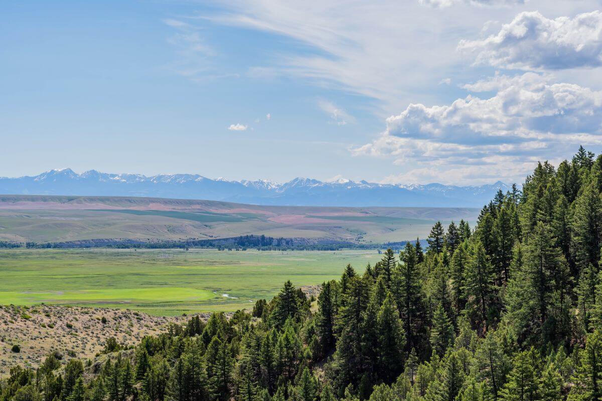 A breathtaking view of a valley nestled in the picturesque mountains and adorned with lush trees in Montana.