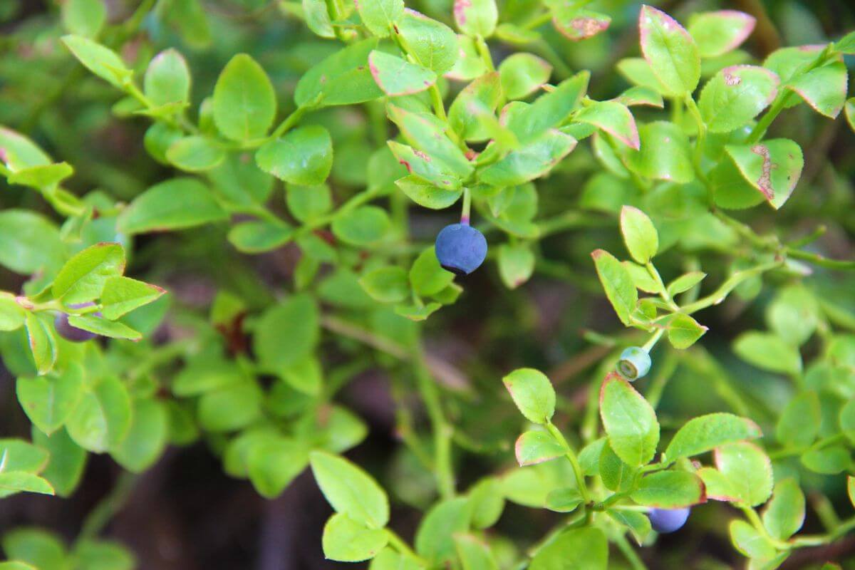 Montana State Fruit Huckleberry