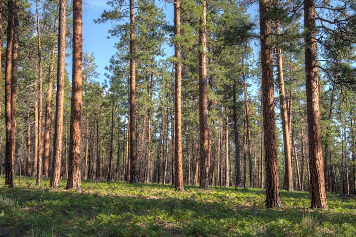 Montana State Tree Ponderosa Pine