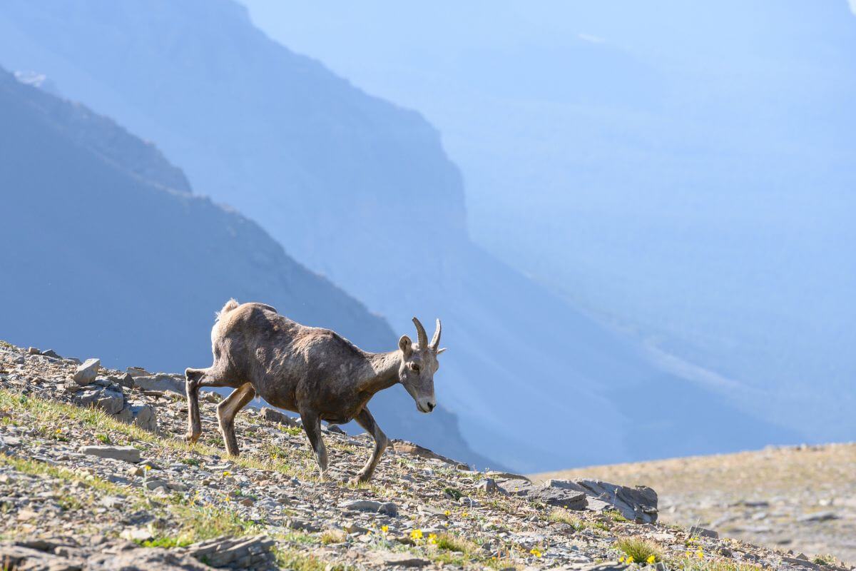 A solitary mule deer trudges along a rocky path in the Montana mountains