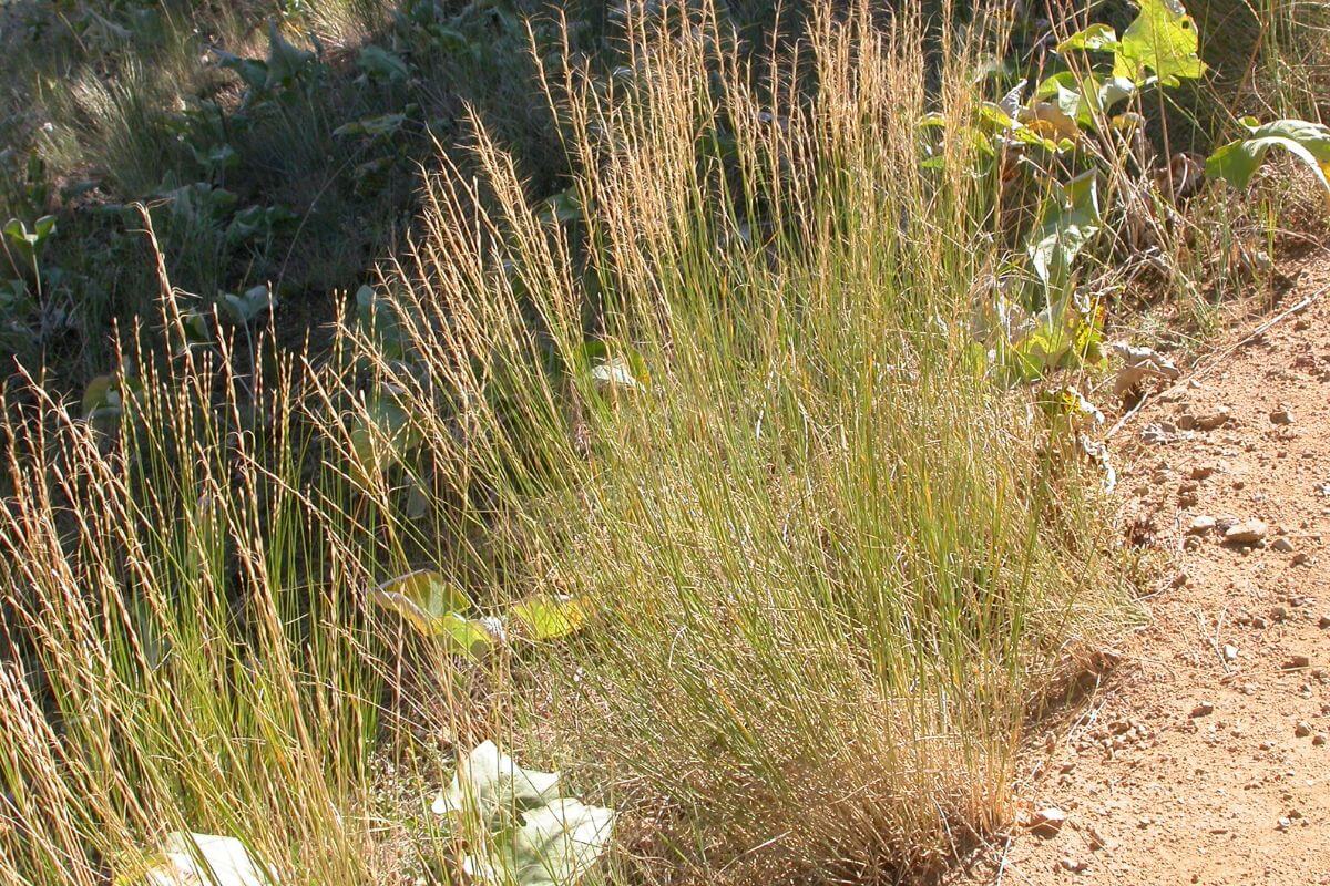 Bluebunch Wheatgrass