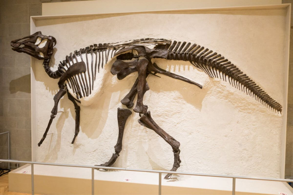 Duck Billed Dinosaur Fossil