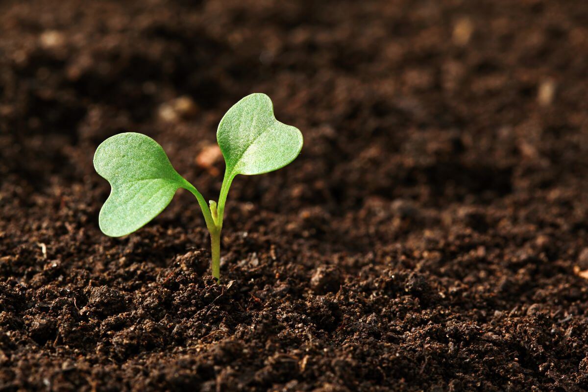 Scobey Soil with Seedling