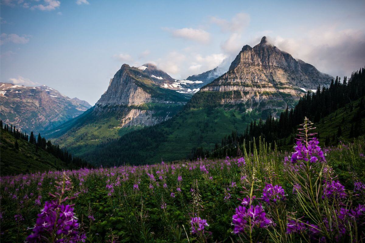 A field of purple flowers with mountains in the background.