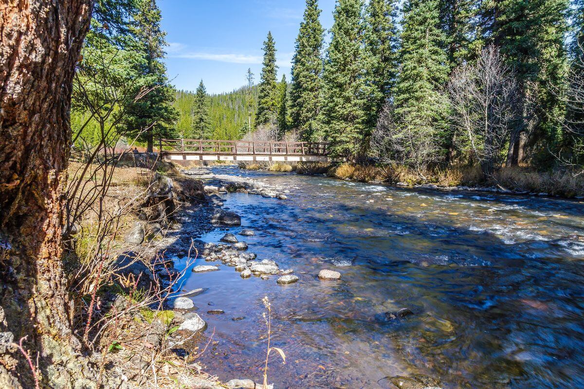 The Hyalite Creek to Hyalite Lake trail featuring a clear river that meanders among rocks, bordered by lush green trees.