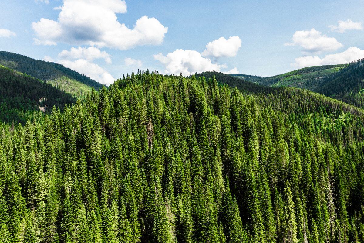 Lush Green Forest Bordering Idaho and Montana