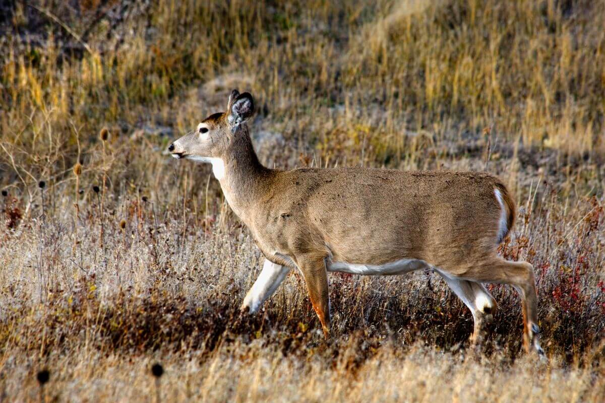 A deer trudges across a dry field in Montana, unaware it is being watched by hunters