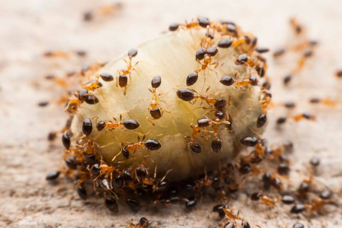 A group of ants gather on top of a fruit.