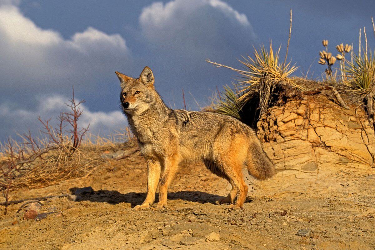 A coyote scans its surroundings for prey from an elevated area of the landscape in Montana.