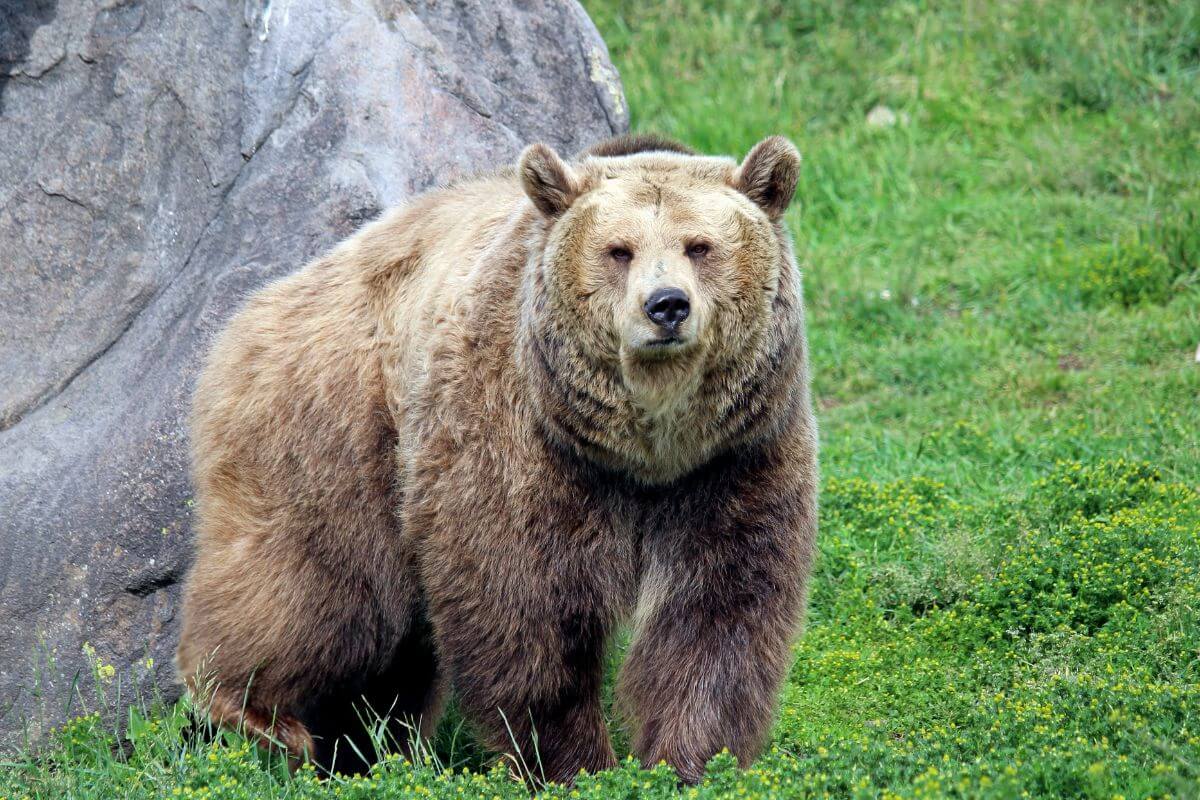 A grizzly bear in Montana is walking on the grass.
