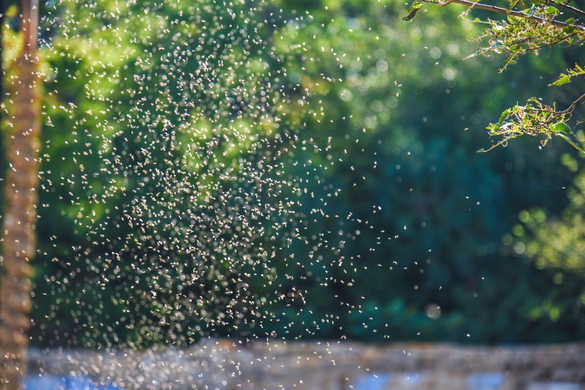 During Bug Season in Montana, a sprinkler is spraying water on a tree.