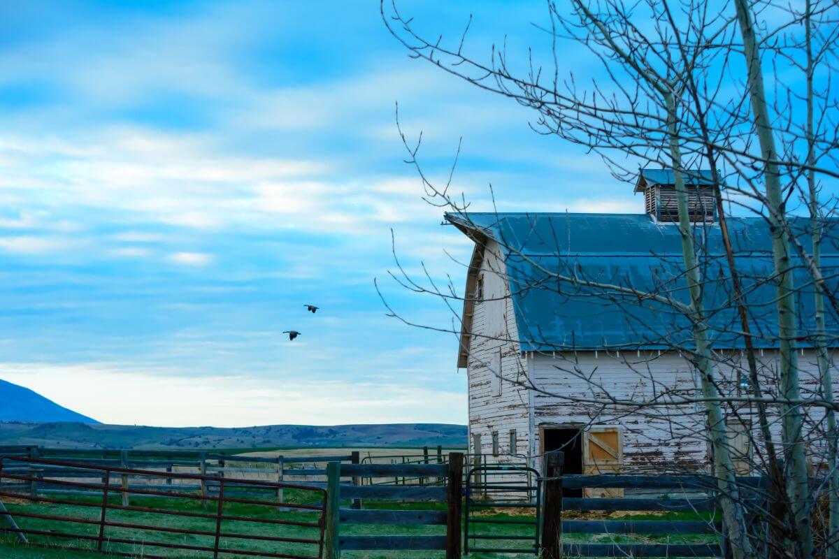 Photo of an Old Barn House 