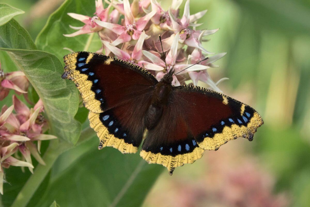 Brown Butterfly with Yellow Accents Resting on a Flower