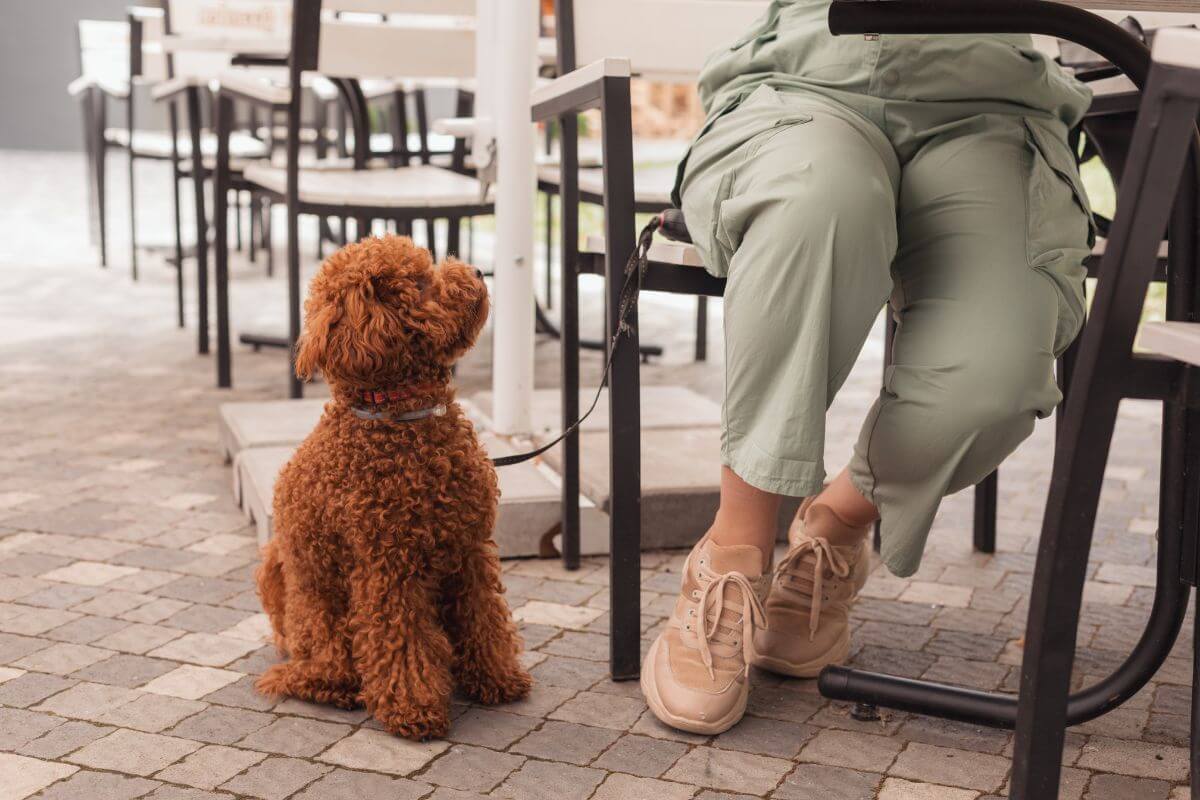 Dog Leashed to It's Owner in Montana