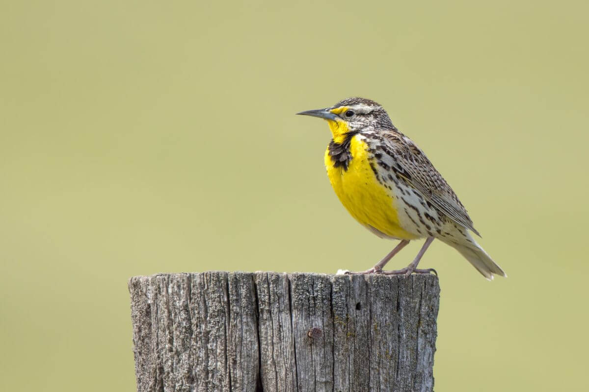 Montana State Bird Meadowlark Resting on a Log
